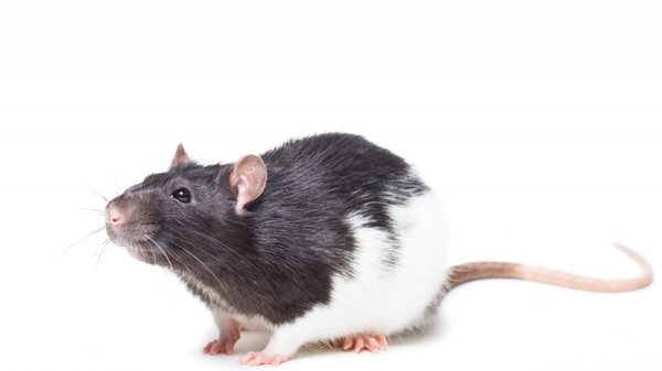 Prévenir l'invasion : astuces de lutte contre les rongeurs à domicile